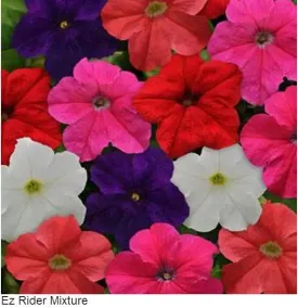 Petunia Single Gf. Ez Rider Formula Mix Flower Seeds